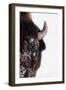 Bison-null-Framed Photographic Print