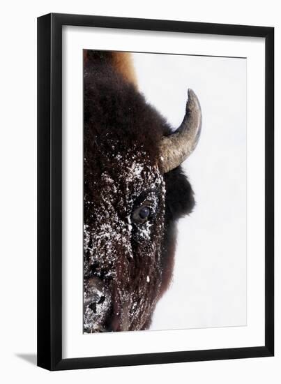 Bison-null-Framed Photographic Print