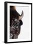 Bison-null-Framed Photographic Print