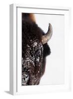 Bison-null-Framed Photographic Print