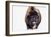 Bison-null-Framed Photographic Print