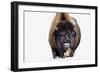 Bison-null-Framed Photographic Print