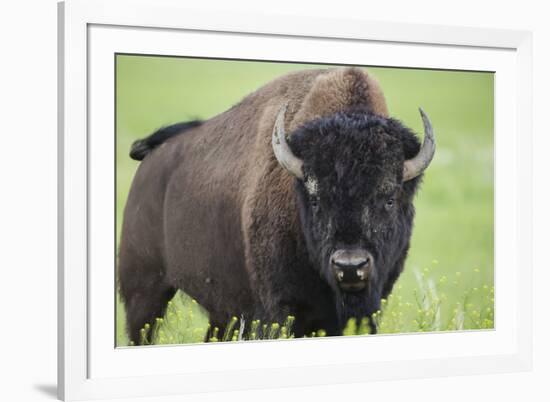 Bison-null-Framed Photographic Print