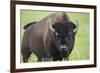 Bison-null-Framed Photographic Print