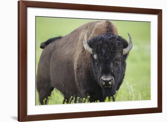 Bison-null-Framed Photographic Print