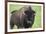 Bison-null-Framed Photographic Print