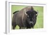 Bison-null-Framed Photographic Print