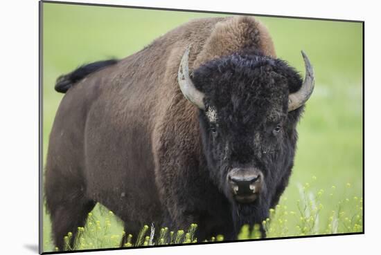 Bison-null-Mounted Photographic Print