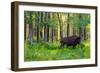 Bison-null-Framed Photographic Print