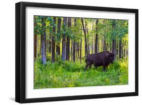 Bison-null-Framed Photographic Print