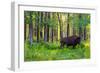 Bison-null-Framed Photographic Print