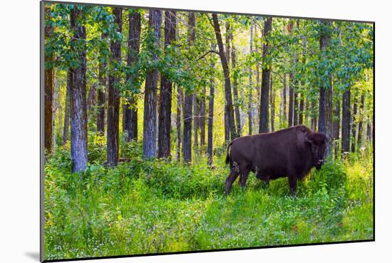 Bison-null-Mounted Photographic Print
