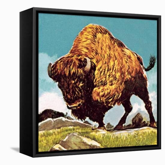 Bison-English School-Framed Stretched Canvas