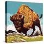 Bison-English School-Stretched Canvas