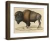 Bison-null-Framed Giclee Print