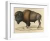 Bison-null-Framed Giclee Print