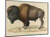 Bison-null-Mounted Giclee Print