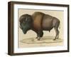 Bison-null-Framed Giclee Print