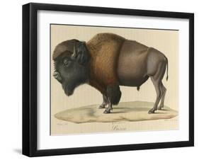 Bison-null-Framed Giclee Print