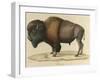 Bison-null-Framed Giclee Print