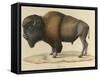 Bison-null-Framed Stretched Canvas