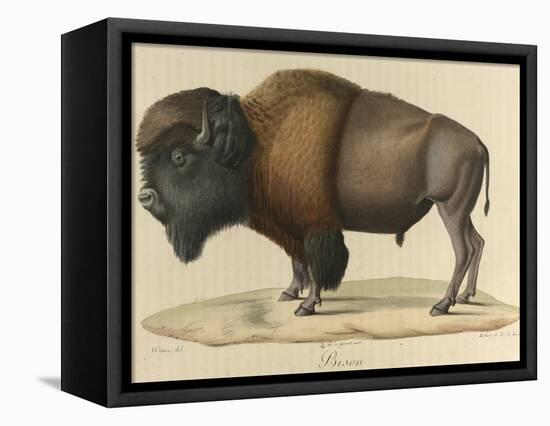 Bison-null-Framed Stretched Canvas