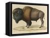 Bison-null-Framed Stretched Canvas