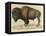 Bison-null-Framed Stretched Canvas