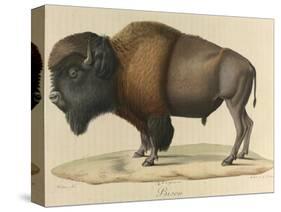 Bison-null-Stretched Canvas