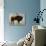 Bison-Sydney Edmunds-Giclee Print displayed on a wall