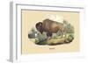 Bison-E.f. Noel-Framed Art Print