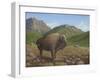 Bison-Robert Wavra-Framed Giclee Print