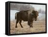 Bison-Rusty Frentner-Framed Stretched Canvas