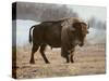 Bison-Rusty Frentner-Stretched Canvas