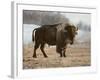 Bison-Rusty Frentner-Framed Giclee Print