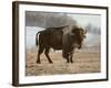 Bison-Rusty Frentner-Framed Giclee Print