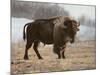 Bison-Rusty Frentner-Mounted Giclee Print