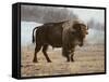 Bison-Rusty Frentner-Framed Stretched Canvas