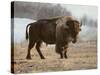 Bison-Rusty Frentner-Stretched Canvas