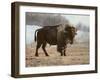 Bison-Rusty Frentner-Framed Giclee Print