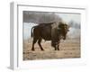 Bison-Rusty Frentner-Framed Giclee Print