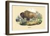 Bison-E.f. Noel-Framed Premium Giclee Print