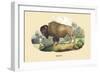 Bison-E.f. Noel-Framed Premium Giclee Print