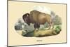 Bison-E.f. Noel-Mounted Art Print