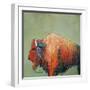 Bison-Karrie Evenson-Framed Art Print