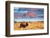 Bison-Brian Evans-Framed Photographic Print