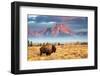 Bison-Brian Evans-Framed Photographic Print