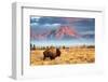 Bison-Brian Evans-Framed Photographic Print