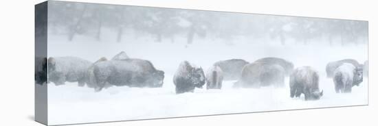 Bisons in Blizzard-Howard Ruby-Stretched Canvas