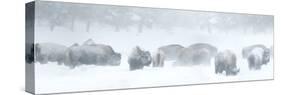 Bisons in Blizzard-Howard Ruby-Stretched Canvas